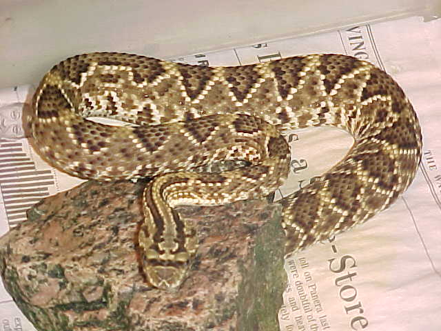S.A chaco rattler.JPG [49 Kb]